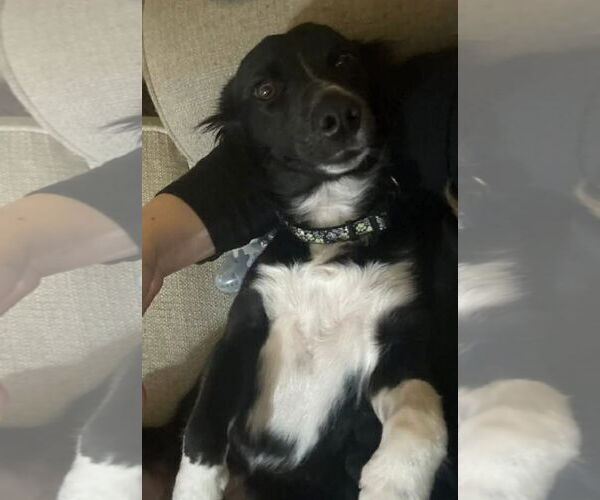 Medium Photo #4 Border Collie-Unknown Mix Puppy For Sale in Grafton, WI, USA