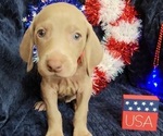 Small Photo #3 Weimaraner Puppy For Sale in NEWCASTLE, OK, USA