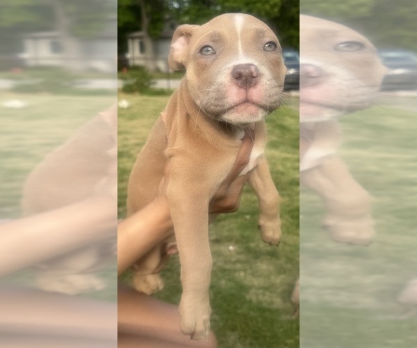 Medium Photo #40 American Bully Puppy For Sale in LAKE STATION, IN, USA