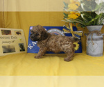 Small Photo #32 Poodle (Toy) Puppy For Sale in CHANUTE, KS, USA