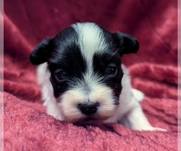 Medium Photo #1 Havanese Puppy For Sale in POST FALLS, ID, USA