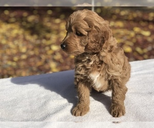Goldendoodle (Miniature) Puppy for Sale in VACAVILLE, California USA