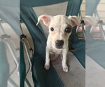 Small #5 Boxer Mix