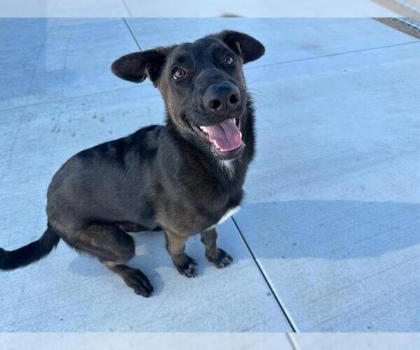 Medium Photo #1 German Shepherd Dog Puppy For Sale in Redlands, CA, USA