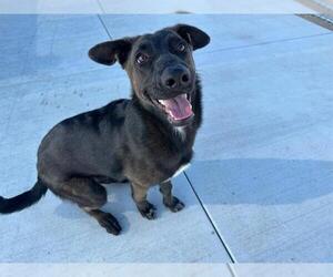 German Shepherd Dog Dogs for adoption in Redlands, CA, USA