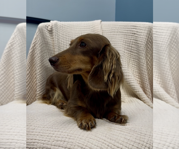 Medium Photo #3 Dachshund Puppy For Sale in Weston, FL, USA