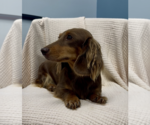 Small #2 Dachshund