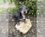 Small #4 Dachshund