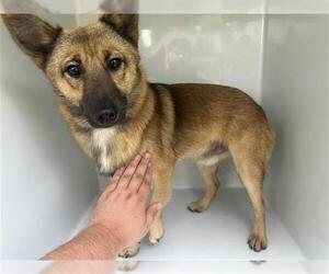 German Shepherd Dog-Unknown Mix Dogs for adoption in Houston, TX, USA