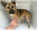 Small German Shepherd Dog Mix