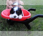 Small Photo #2 Cavapoo Puppy For Sale in CARLISLE, KY, USA