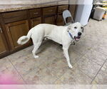 Small #1 Great Pyrenees
