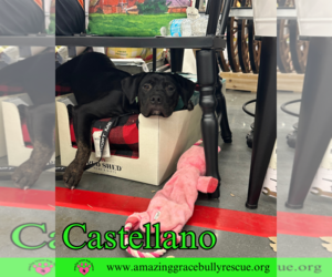 Castellano - Male Rottweiler-American Pit Bull Terrier Dog for Adoption - Photo #14