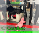 Small #13 Rottweiler-American Pit Bull Terrier