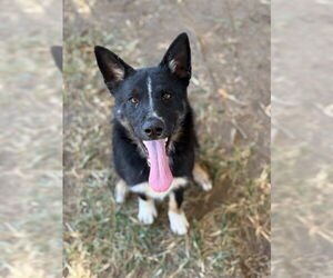 Border Collie Dogs for adoption in Riverside, CA, USA