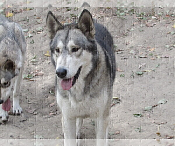 Medium Photo #1 Wolf Hybrid Puppy For Sale in BECKLEY, WV, USA