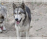 Small Photo #1 Wolf Hybrid Puppy For Sale in BECKLEY, WV, USA
