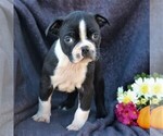 Small Photo #1 Boston Terrier Puppy For Sale in MYERSTWN, PA, USA
