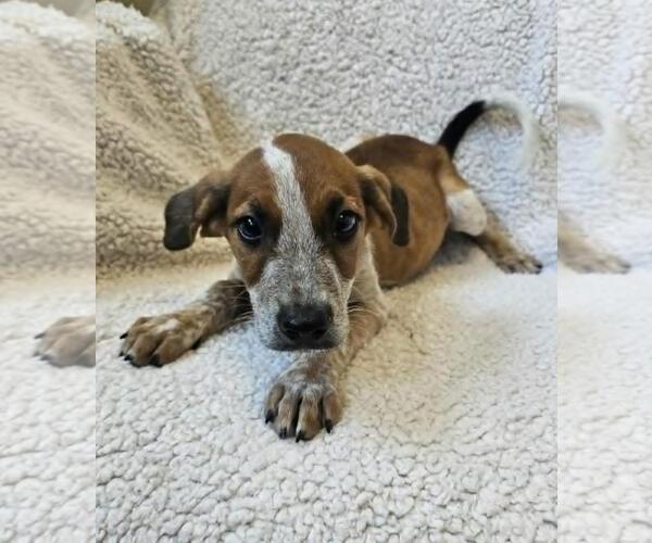 Medium Photo #3 Black Mouth Cur-Unknown Mix Puppy For Sale in Rockwall, TX, USA