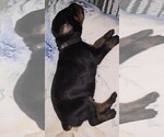 Small #2 Doberman Pinscher