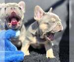 Small #7 French Bulldog