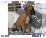 Puppy Heath Boxer