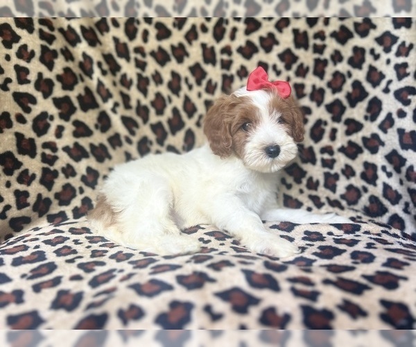 Medium Photo #3 Cavapoo Puppy For Sale in LAKELAND, FL, USA