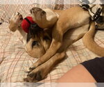 Small #5 Black Mouth Cur Mix