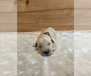 Golden Retriever Puppy for sale in WILLIAMSTOWN, KY, USA