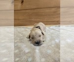 Image preview for Ad Listing. Nickname: Peanut