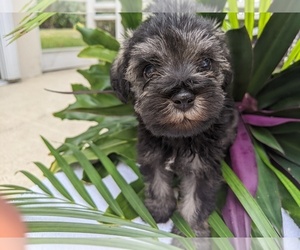 Schnauzer (Miniature) Puppy for sale in FORT PIERCE, FL, USA