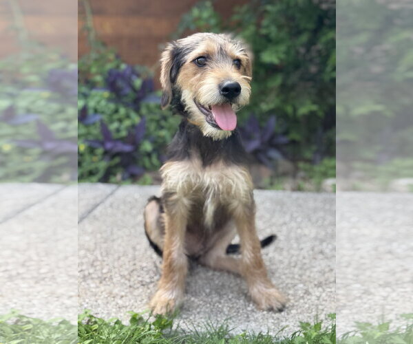 Medium Photo #9 Beagle-Unknown Mix Puppy For Sale in PIPE CREEK, TX, USA