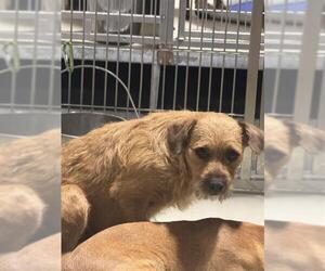 Chihuahua Dogs for adoption in Bakersfield, CA, USA