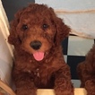 Small Photo #1 Goldendoodle Puppy For Sale in CAIRO, GA, USA