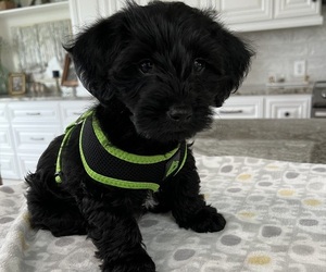 YorkiePoo Puppy for sale in MURFREESBORO, TN, USA