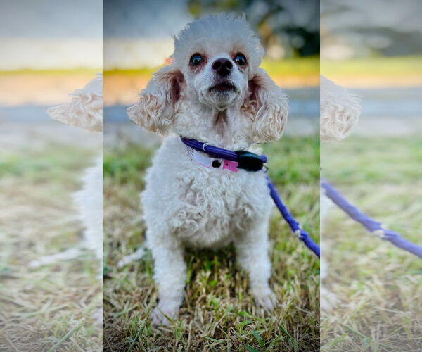 Medium Photo #2 Poodle (Toy) Puppy For Sale in Pacolet, SC, USA