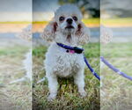 Small #1 Poodle (Toy)