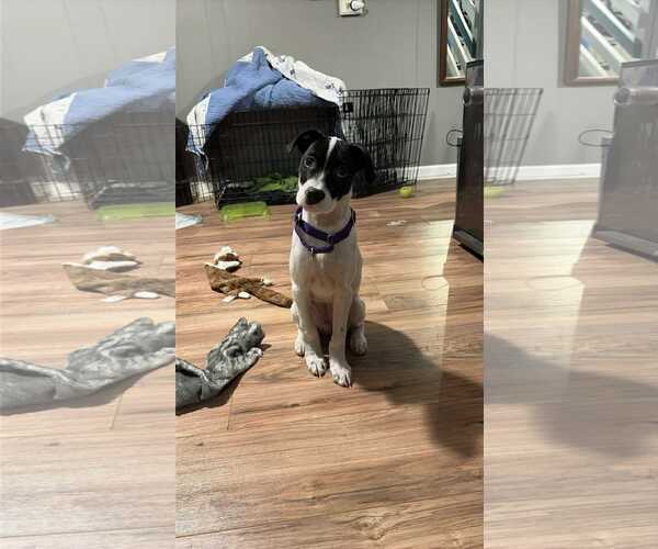 Medium Photo #3 Mutt Puppy For Sale in pomfret, CT, USA