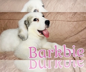 Great Pyrenees Puppy for sale in JUNCTION CITY, OR, USA