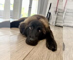 Small Retriever  Mix