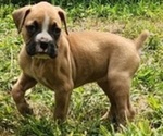 Puppy Dani Boxer