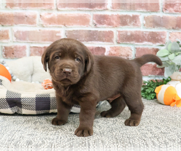 Medium Photo #2 Labrador Retriever Puppy For Sale in SYRACUSE, IN, USA