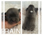 Puppy Rain Faux Frenchbo Bulldog