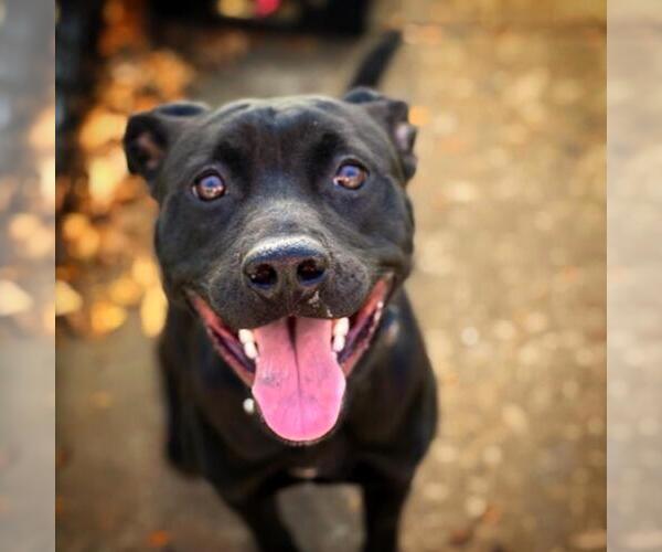 Medium Photo #3 Mutt Puppy For Sale in Tulsa, OK, USA