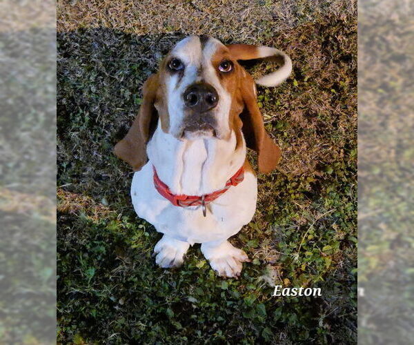 Medium Photo #3 Basset Hound Puppy For Sale in Deepwater, NJ, USA