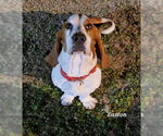 Small #2 Basset Hound