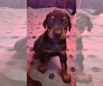Small #15 Doberman Pinscher