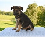 Small #4 German Shepherd Dog