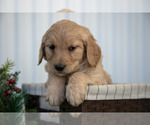 Puppy 3 Goldendoodle