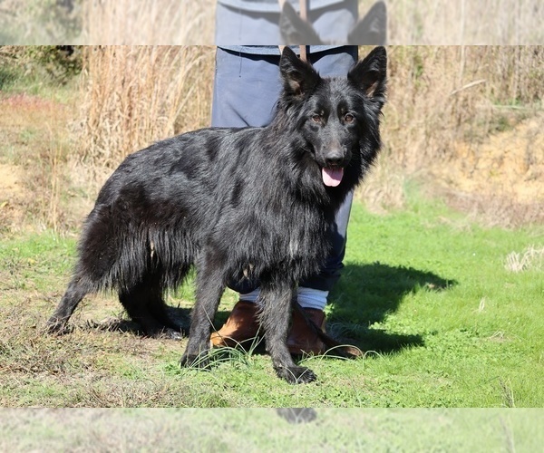 Medium Photo #11 German Shepherd Dog Puppy For Sale in DYERSBURG, TN, USA